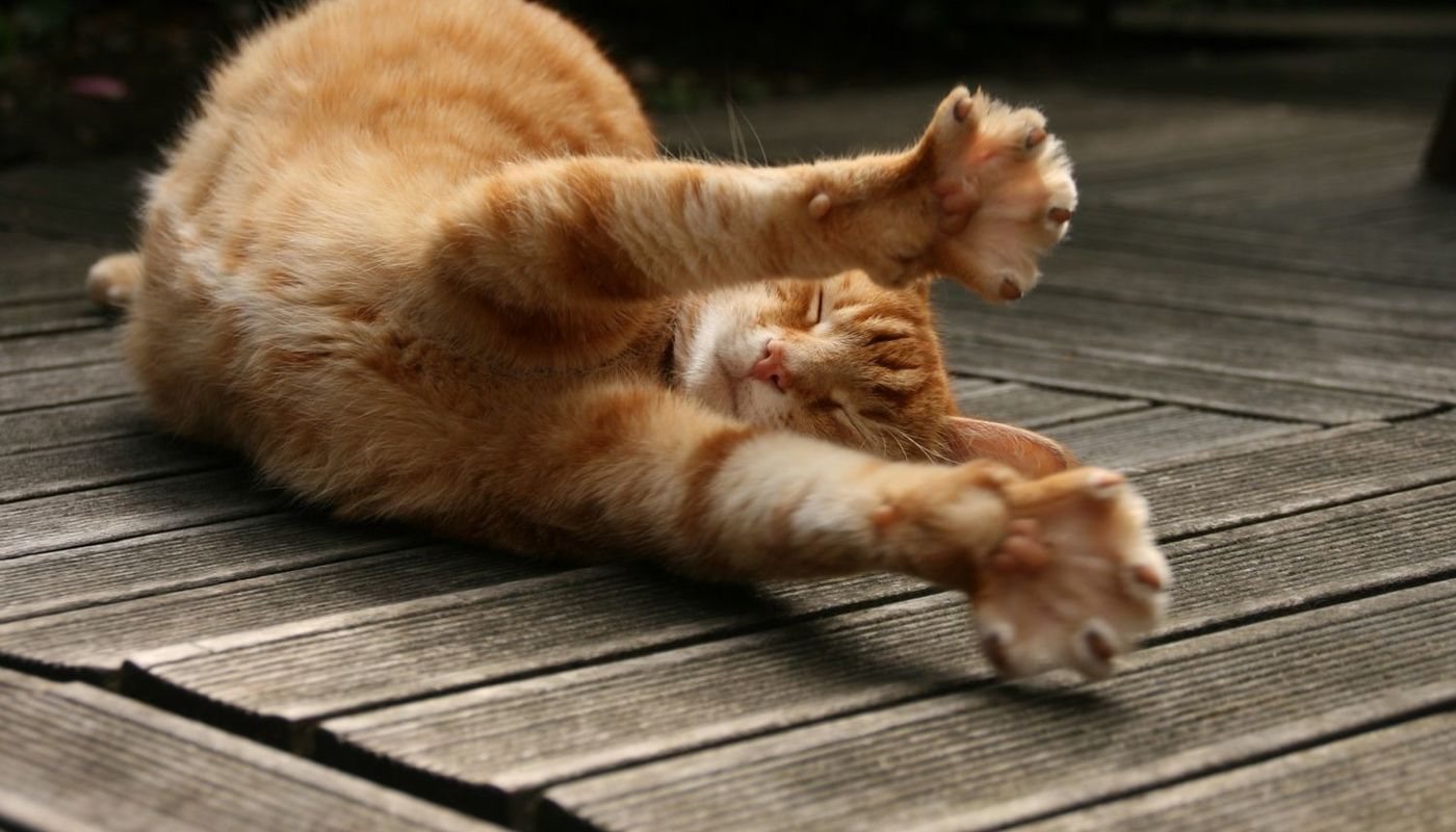 Stretching Part 1: Understanding ROM - Performing Arts Events - StageLync