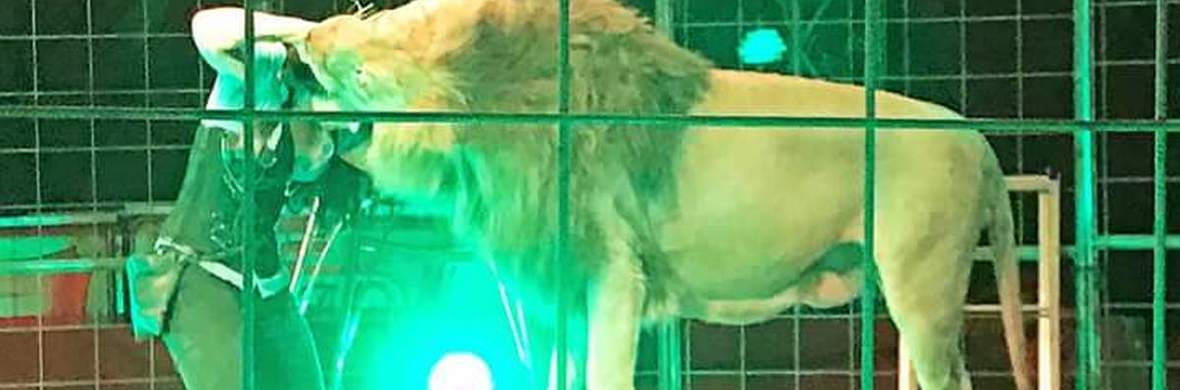 Lions by Perla Bortolussi - Performing Arts Acts - StageLync