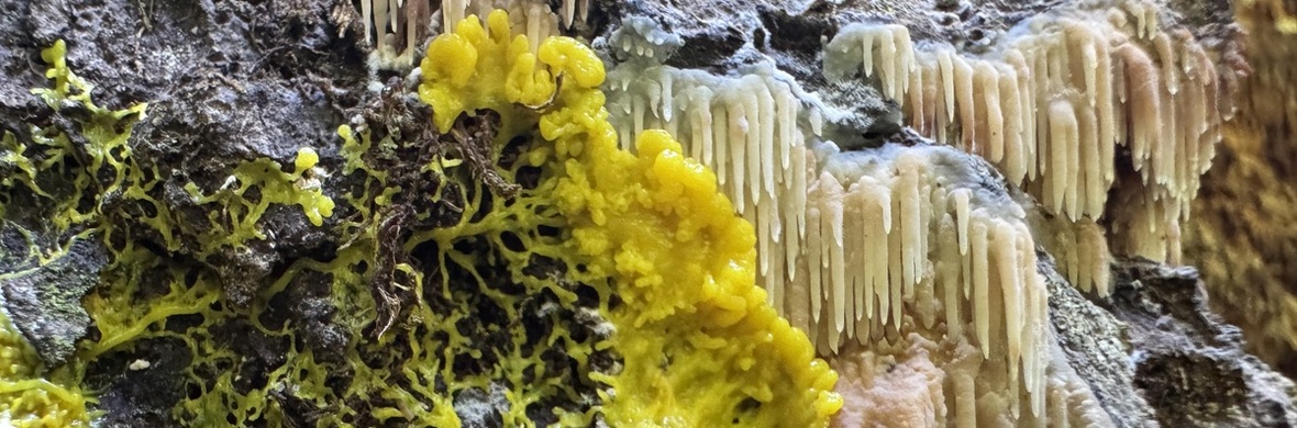 The Tungus Mungus Fungus Rumpus - Performing Arts Shows - StageLync