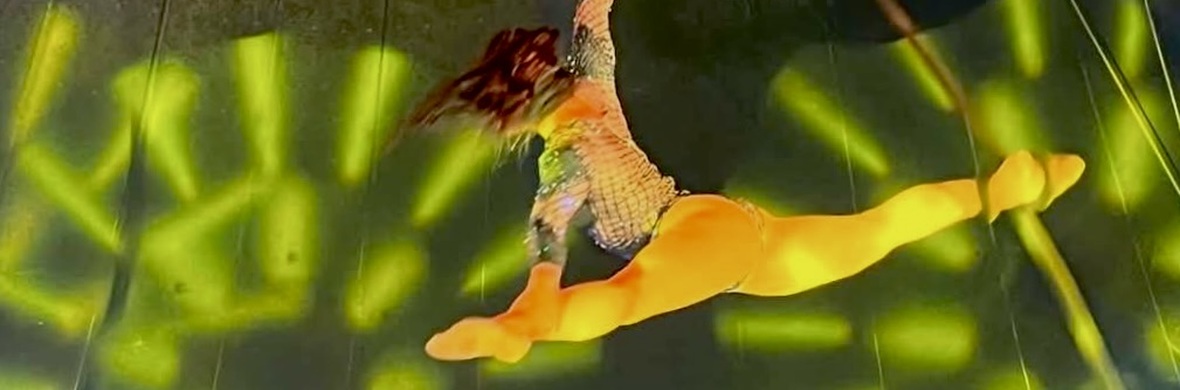 Eris | Rope & Spanish Web - Performing Arts Acts - StageLync