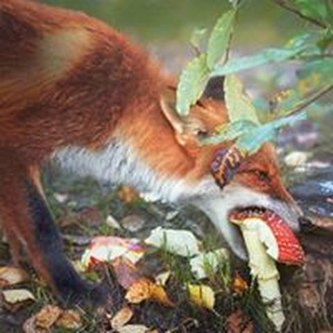 Alessandro Ballacchino - Individual - Italy - StageLync