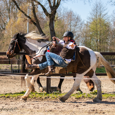 Help with Horses - Company - Netherlands - StageLync