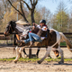 Help with Horses - Company - Netherlands - StageLync