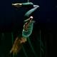 Anna Ehrenreich - Individual - Germany - StageLync