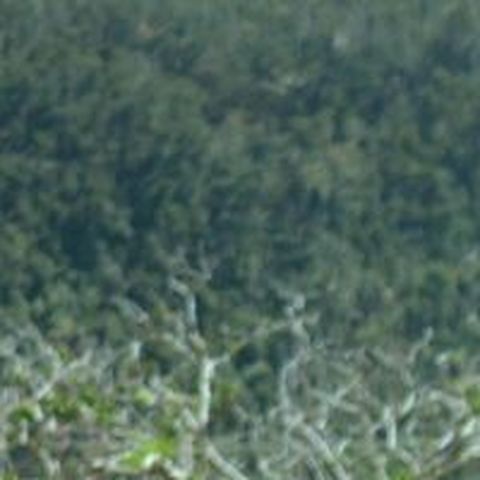 Tonilia Eli - Individual - Dominica - StageLync