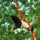 Akash Kumar Singh - Individual - India - StageLync