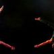 Duvan y Alberto Duo - Individual - Colombia - StageLync