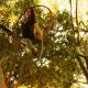 Tassiana Vaz - Individual - Brazil - StageLync