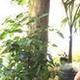 Queenie  Greg - Individual - Philippines - StageLync