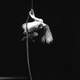 Vera Mor - Company - Italy - StageLync