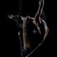 Camille osborne - Individual - France, United States - StageLync