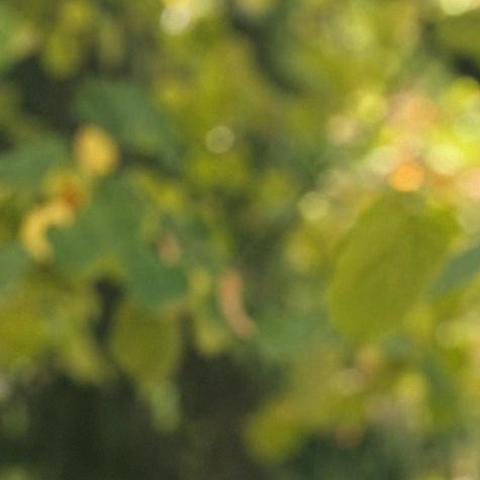 Bianca-Maria  Pana - Individual - Romania - StageLync